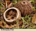 /album/galeria-de-fotos/castanha2-jpg/